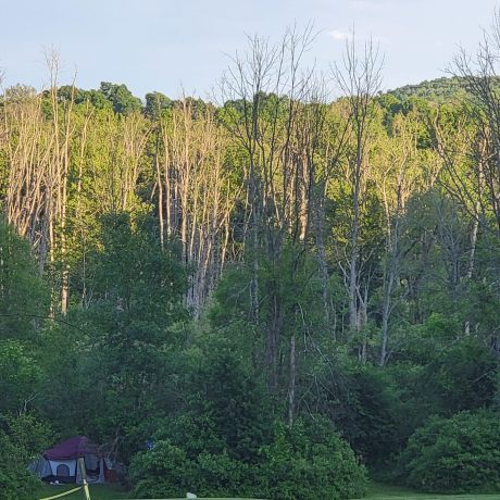 Flint Creek Campground trees